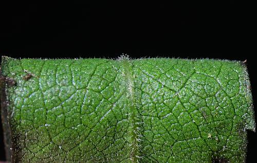 Symphyotrichum_ontarionis_leaf2b.jpg