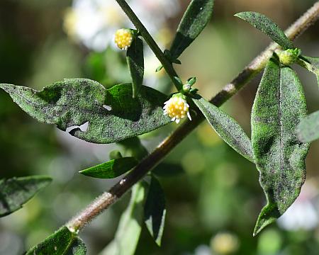 Symphyotrichum_ontarionis_leaves1.jpg