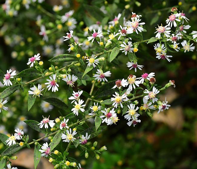 Symphyotrichum_ontarionis_plant.jpg