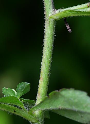 Symphyotrichum_ontarionis_stem.jpg