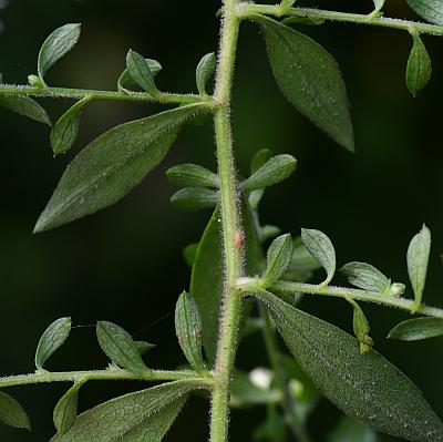 Symphyotrichum_ontarionis_stem2.jpg