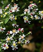 Symphyotrichum ontarionis thumbnail