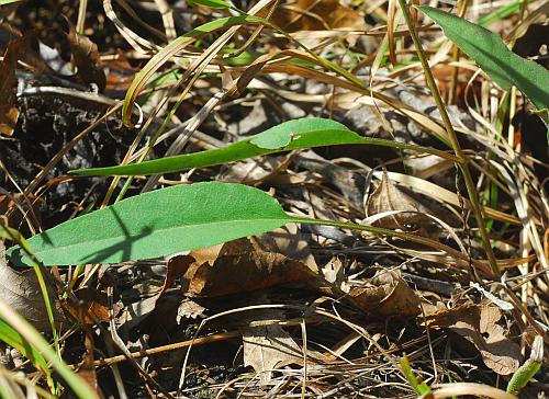 Symphyotrichum_oolentangiense_basal.jpg