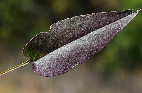 Symphyotrichum_oolentangiense_basal1.jpg