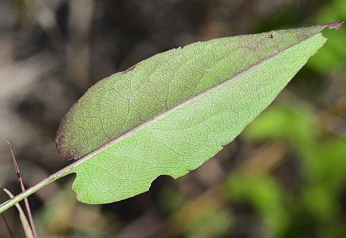 Symphyotrichum_oolentangiense_basal2.jpg