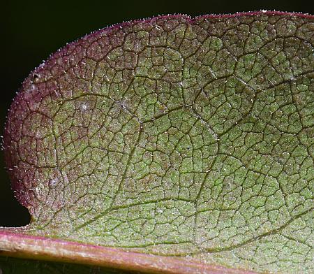 Symphyotrichum_oolentangiense_basal2a.jpg