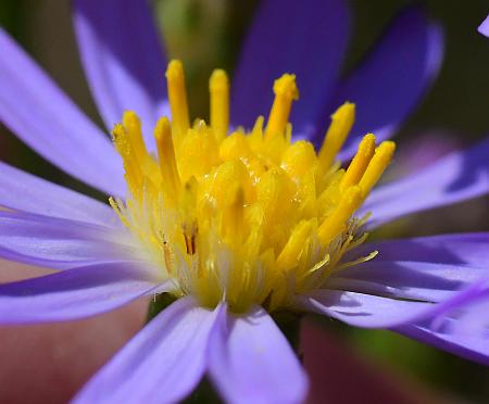 Symphyotrichum_oolentangiense_florets.jpg