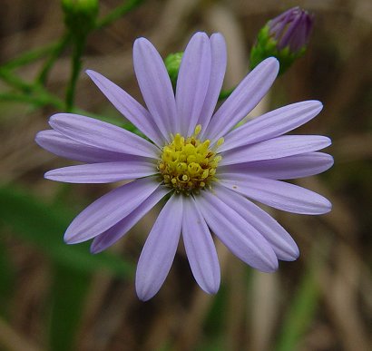 Symphyotrichum_oolentangiense_flowers.jpg