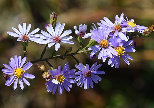 Symphyotrichum_oolentangiense_heads1.jpg