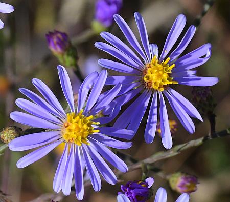 Symphyotrichum_oolentangiense_heads2.jpg