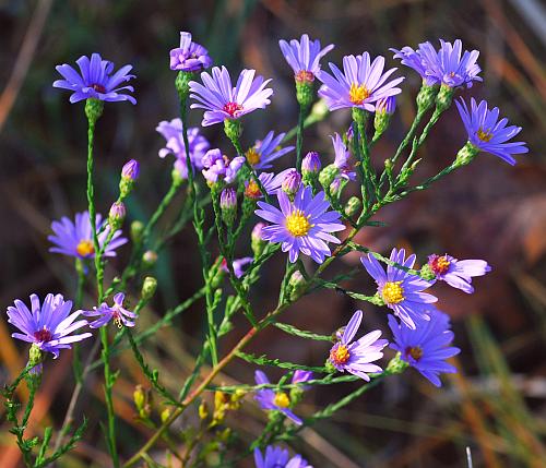 Symphyotrichum_oolentangiense_inflorescence.jpg