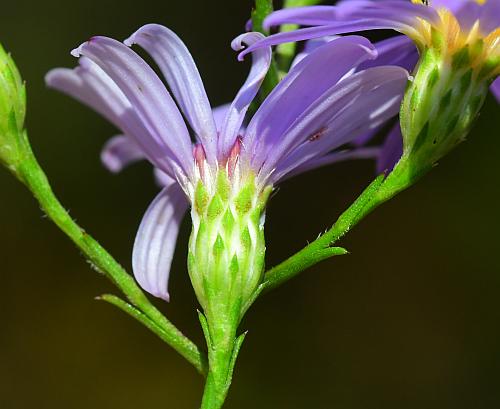 Symphyotrichum_oolentangiense_involucre.jpg