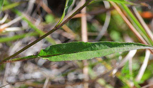 Symphyotrichum_oolentangiense_leaf1.jpg