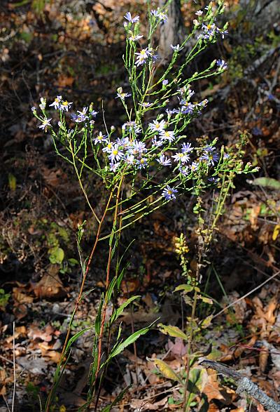 Symphyotrichum_oolentangiense_plant.jpg