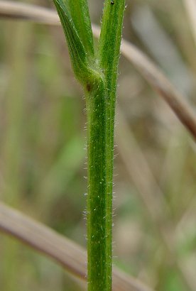 Symphyotrichum_oolentangiense_stem.jpg