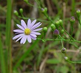 Symphyotrichum oolentangiense thumbnail