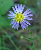 Symphyotrichum patens thumbnail