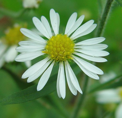 Symphyotrichum_pilosum_flowers.jpg