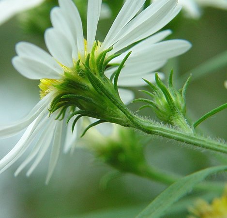 Symphyotrichum_pilosum_involucre.jpg