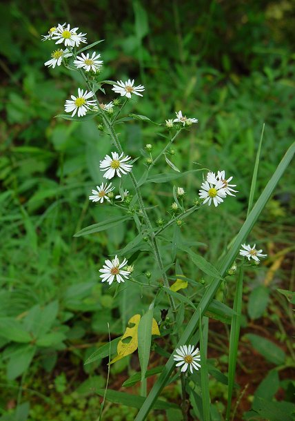 Symphyotrichum_pilosum_plant.jpg