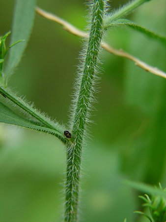 Symphyotrichum_pilosum_stem.jpg