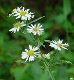 Symphyotrichum pilosum thumbnail