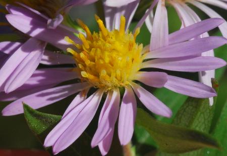 Symphyotrichum_praealtum_florets.jpg