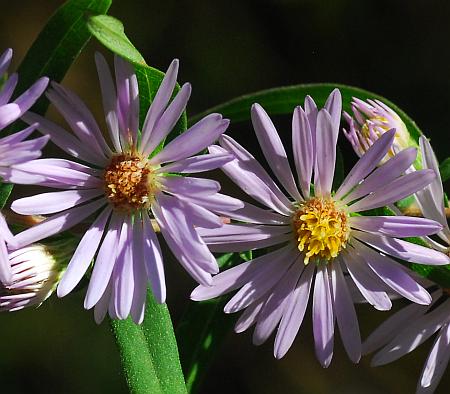 Symphyotrichum_praealtum_head.jpg