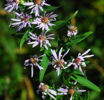 Symphyotrichum_praealtum_inflorescence.jpg