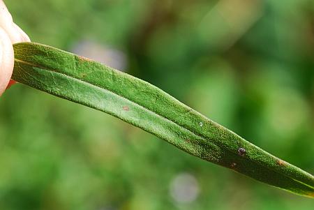 Symphyotrichum_praealtum_leaf3.jpg