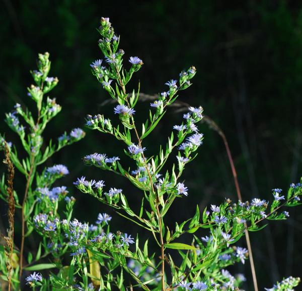 Symphyotrichum_praealtum_plant.jpg