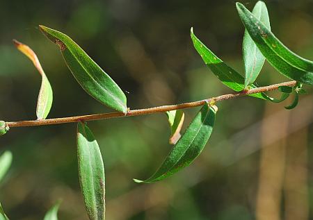 Symphyotrichum_praealtum_stem.jpg