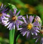 Symphyotrichum praealtum thumbnail