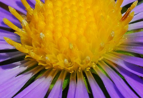 Symphyotrichum_puniceum_florets.jpg