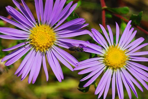 Symphyotrichum_puniceum_heads.jpg