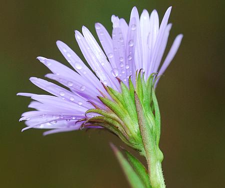 Symphyotrichum_puniceum_involucre.jpg