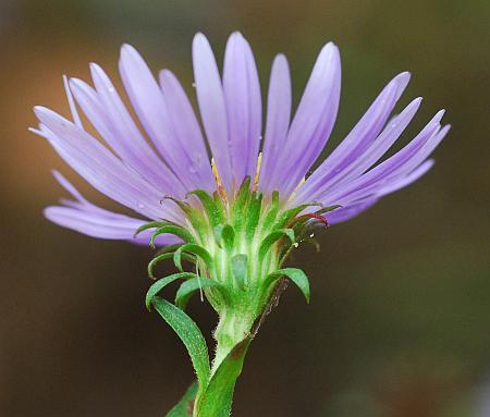 Symphyotrichum_puniceum_involucre2.jpg