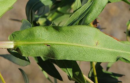 Symphyotrichum_puniceum_leaf2.jpg