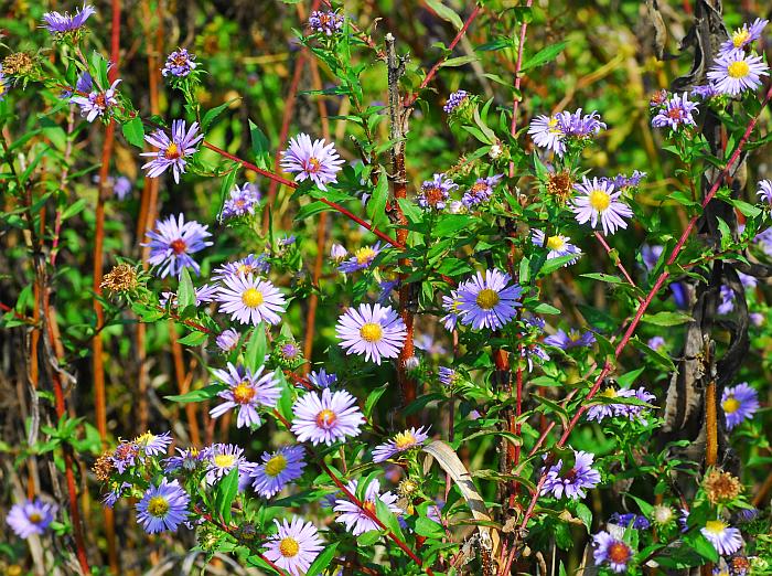 Symphyotrichum_puniceum_plant.jpg