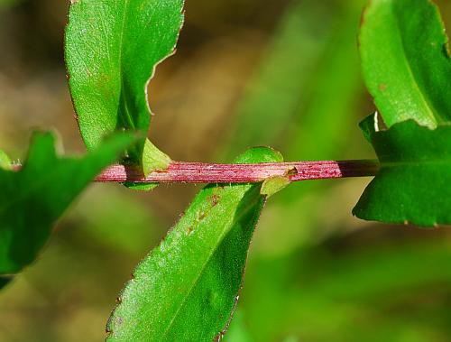 Symphyotrichum_puniceum_stem2.jpg