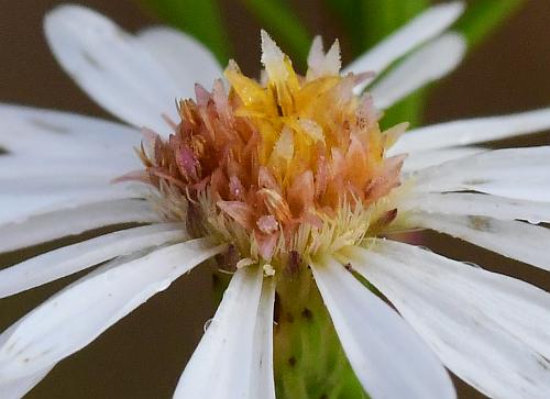 Symphyotrichum_racemosum_florets.jpg