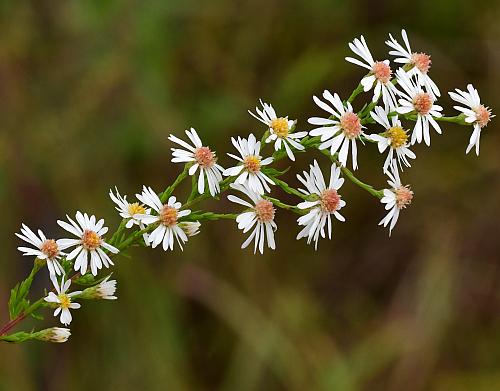 Symphyotrichum_racemosum_inflorescence1.jpg