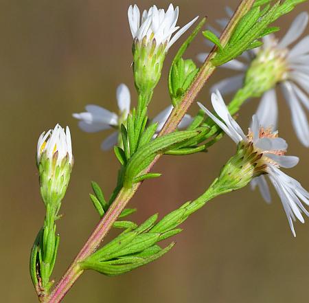 Symphyotrichum_racemosum_inflorescence2.jpg