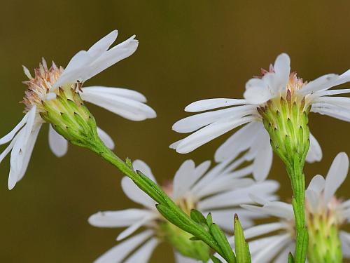 Symphyotrichum_racemosum_involucres.jpg