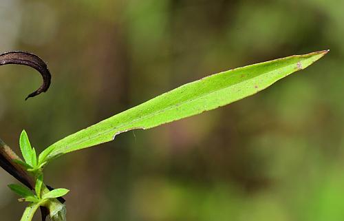 Symphyotrichum_racemosum_leaf1.jpg