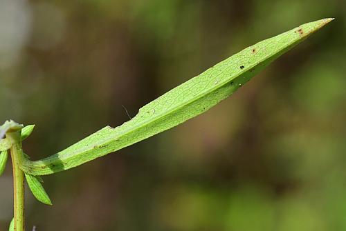 Symphyotrichum_racemosum_leaf2.jpg