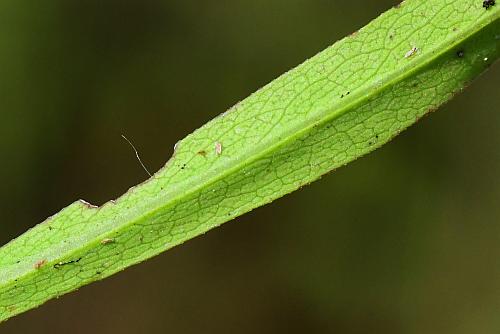 Symphyotrichum_racemosum_leaf2a.jpg