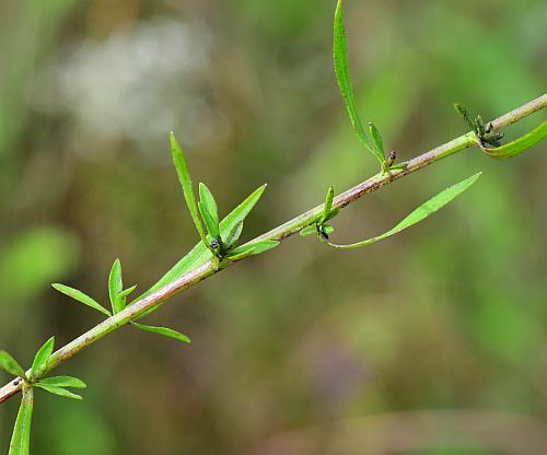 Symphyotrichum_racemosum_leaves1.jpg