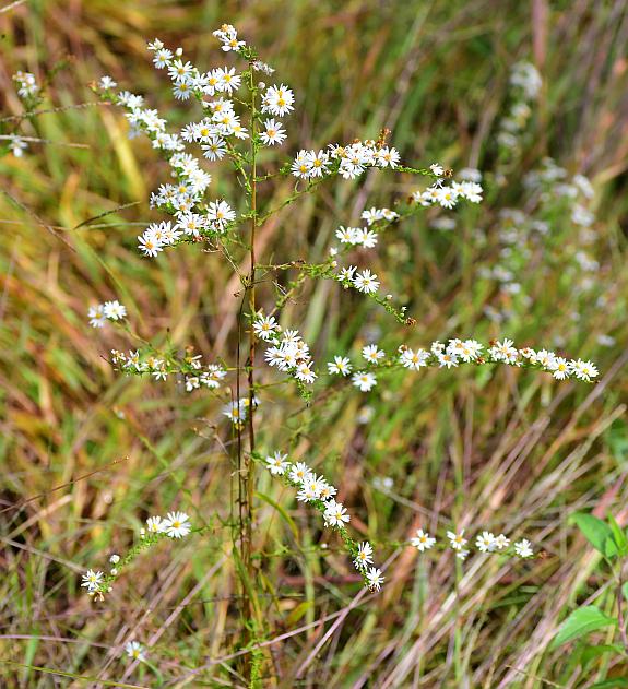 Symphyotrichum_racemosum_plant.jpg