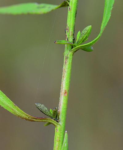 Symphyotrichum_racemosum_stem.jpg